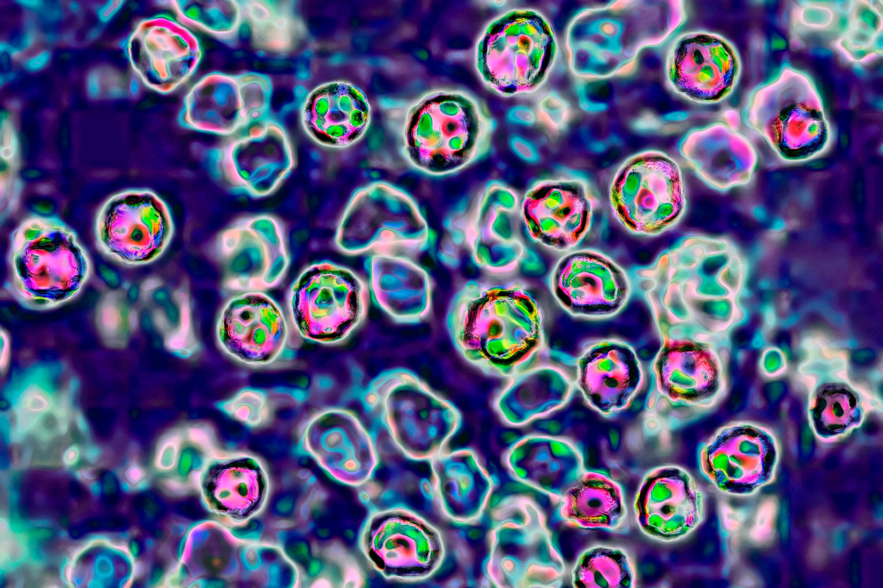 FOTO: Virus ospica, prikaz transmisije mikroskopom. 